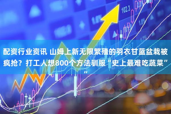 配资行业资讯 山姆上新无限繁殖的羽衣甘蓝盆栽被疯抢？打工人想800个方法驯服“史上最难吃蔬菜”